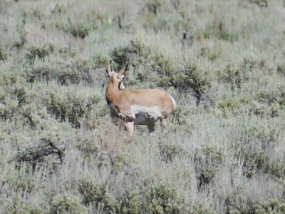 Grand Teton National Park Wyoming Pronghorns