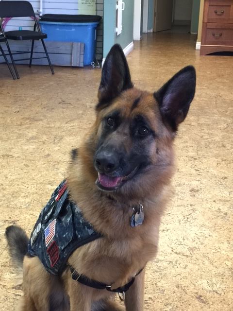 Frejya- service dog in training