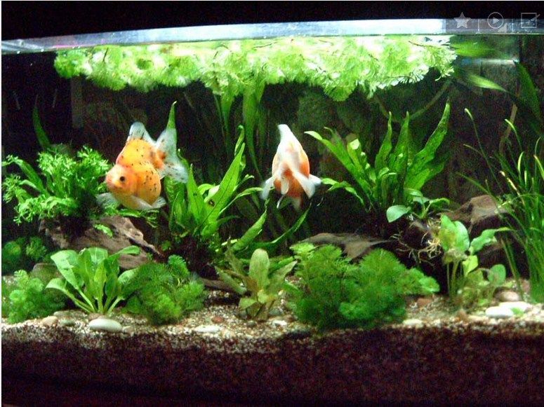 Cara Desain Hiasan Aquarium Untuk Ikan Koki  yang Baik dan 