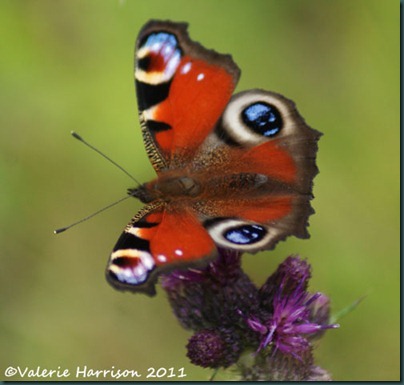 23-peacock-butterfly