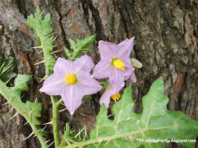 Kantakari-Solanum Xanthocarpum