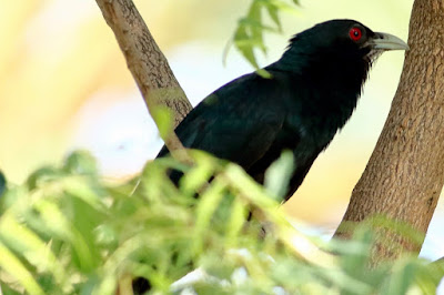 Asian Koel