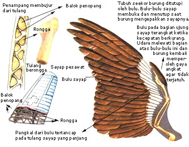 sistem gerak  pada burung  sistem gerak  pada burung 