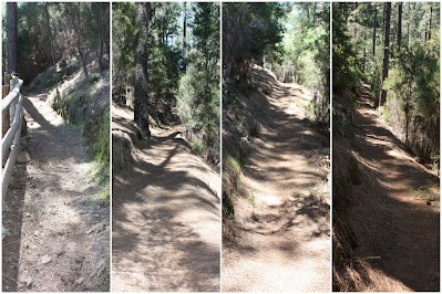 GR-131 - TRAMO 3 LA ESPERANZA (EL ROSARIO) AL ÁREA RECREATIVA DE LA CALDERA (AGUAMANSA - LA OROTAVA), tramo de sendero entra la Pista Lomo Atravesado y el cortafuegos de El Gaitero