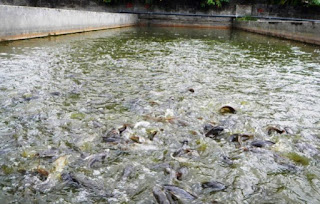 Populasi ikan lele dalam ekosistem kolam