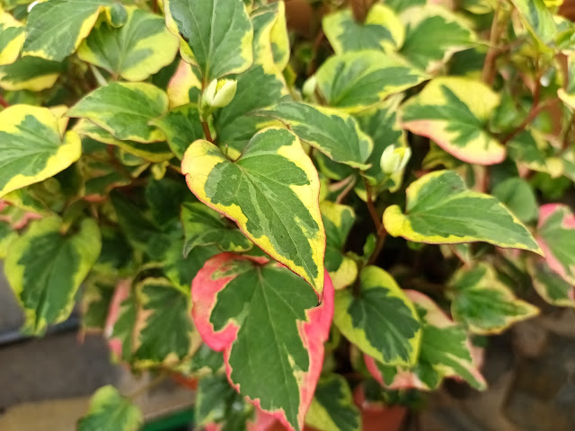 Planta camaleón (Houttuynia cordata "Chameleon").