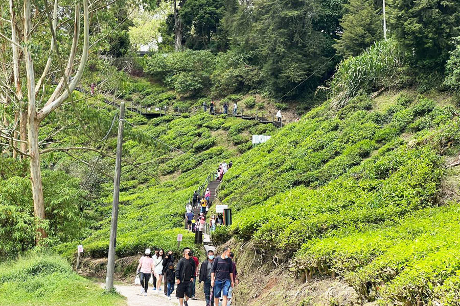 Ladang Teh Boh Brinchang Cameron Highlands,  teh tarik di ladang teh boh cameron highlands, boh tea cameron highlands,