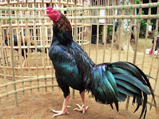 Ayam Ciparage: Ayam Petarung Khas Indonesia, Alternatif ayam Bangkok
