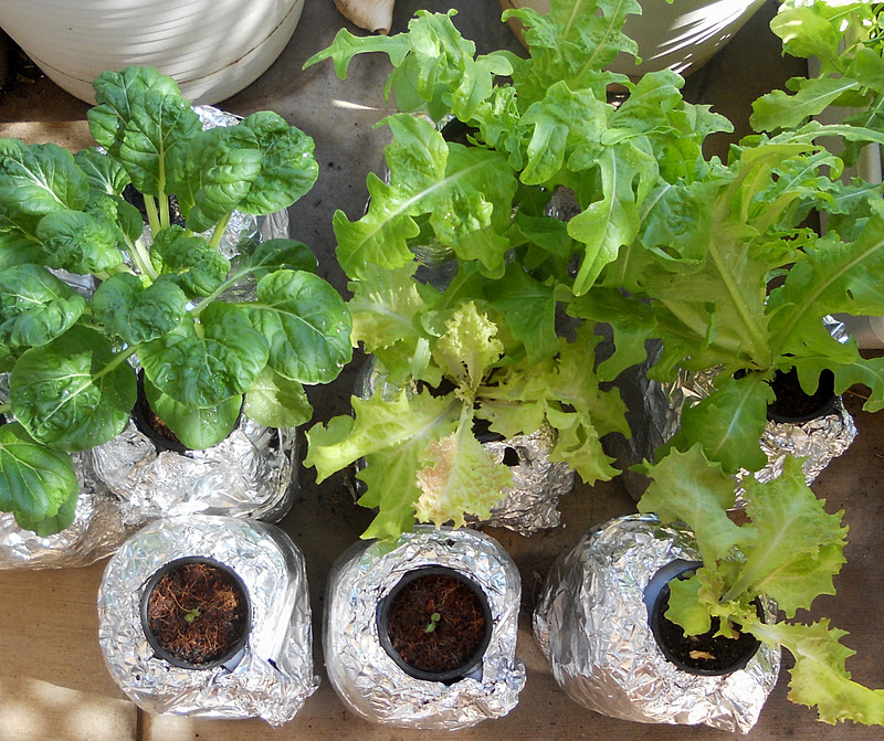 Garden in Kihei Maui: An Inexpensive Hydroponic Method for Growing ...