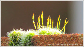wintry moss