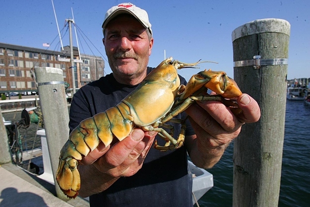 8 oddly colored creatures, amazing creatures, Yellow Lobsters