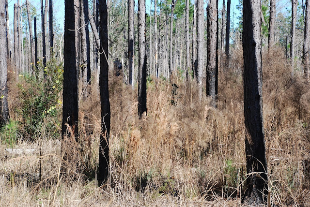 Matanzas State Forest