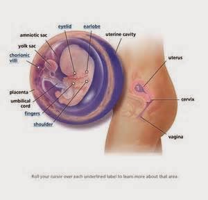 Gambar Bayi Dalam Kandungan Usia 9-12 Minggu