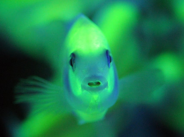 Genetically Modified Glo Fish  Analyzing the Risks and 