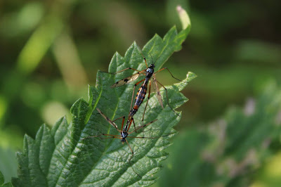 - - Ptychoptera contaminata