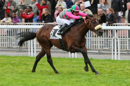 Blu Constellation stallone in Francia. Dal 2014 funzionerà all'Haras du Thenney in Normandia accanto a suo padre #Orpen