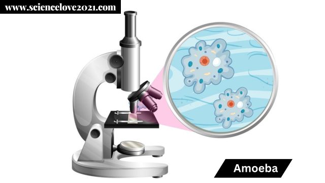 संघ प्रोटोजोआ (Protozoa):परिचय एवं परिभाषा, लक्षण, वर्गीकरण|hindi
