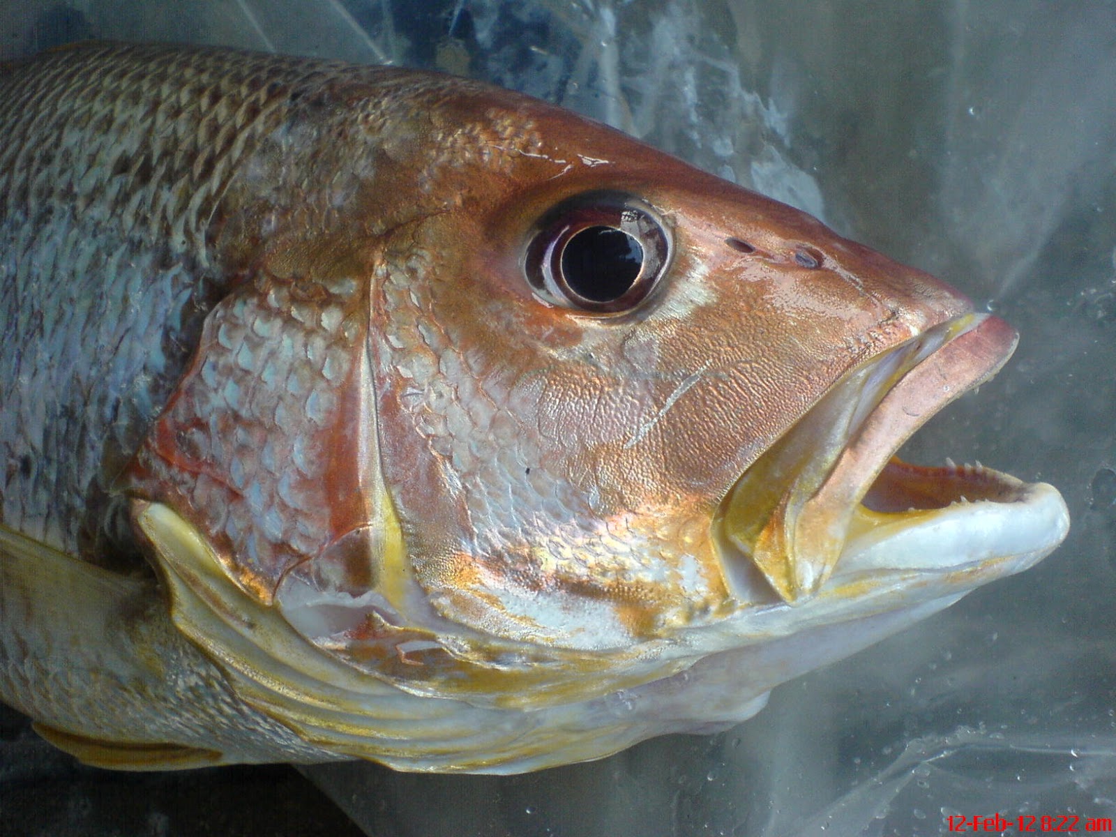 Resepi Asam Pedas Ikan Jenahak Melaka - Surasmi R