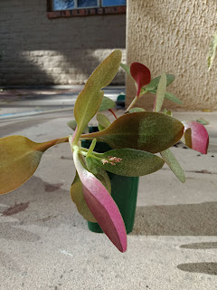 Fly Girl is a succulent whose light green leaves have blushing pink undersides