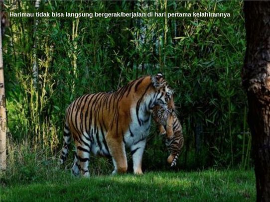 Kenapa hewan  buas tidak mampu bergerak ketika lahir 