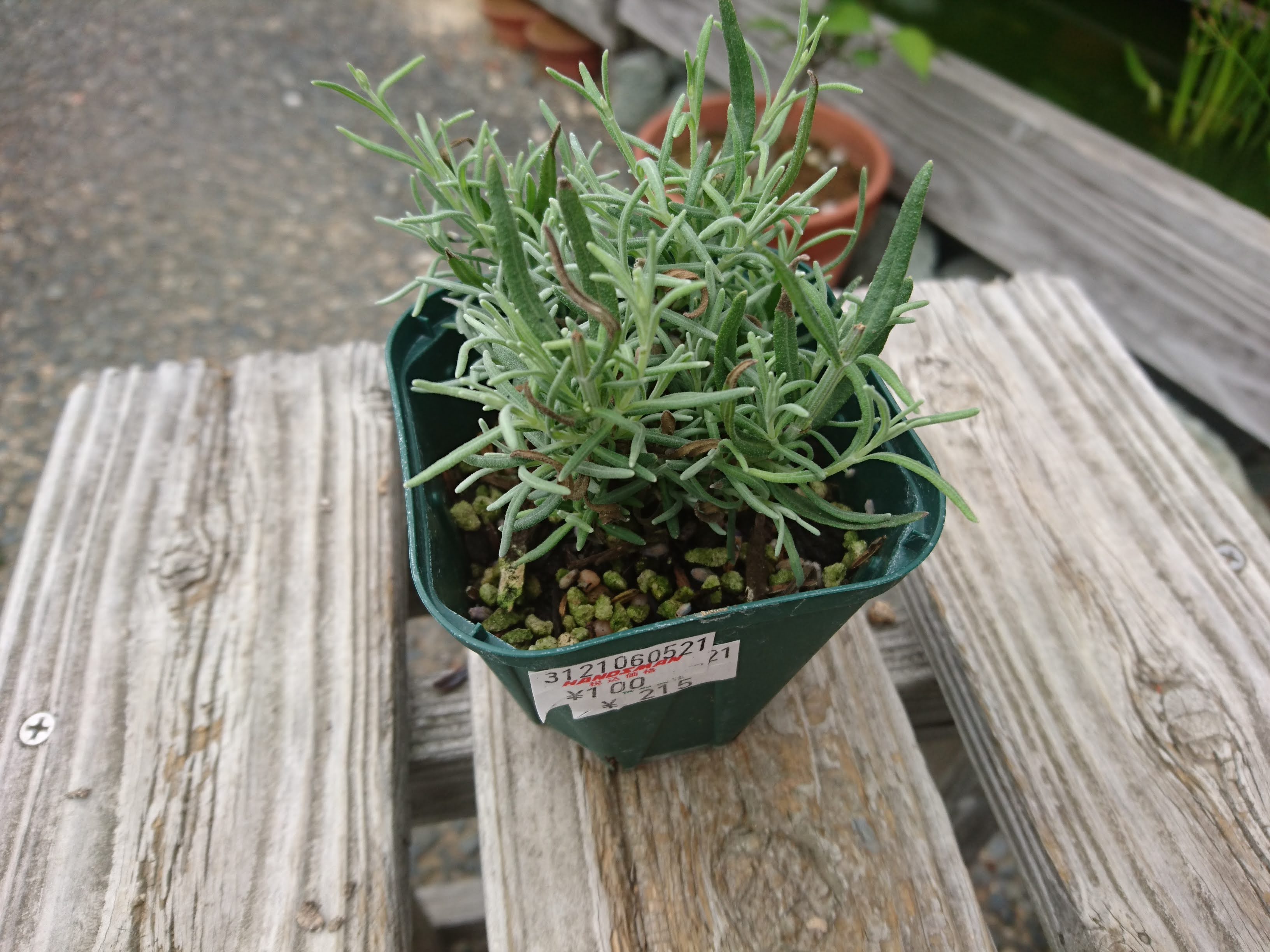 ラベンダーの育て方 小さな鉢植えでミニ盆栽を作り 美しい花と香りを楽しむ メダカの大工
