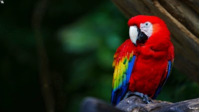 Beautifull Bird Wallpaper HD