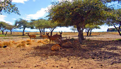 Hutan-Savana-Taman-Nasional-Komodo