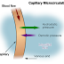 MICROCIRCULATION AND REGULATION |FINDYOURSELF