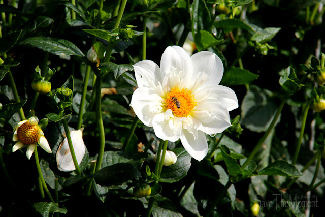 Blumengärten Insel Mainau, Bodensee Blume mit Biene