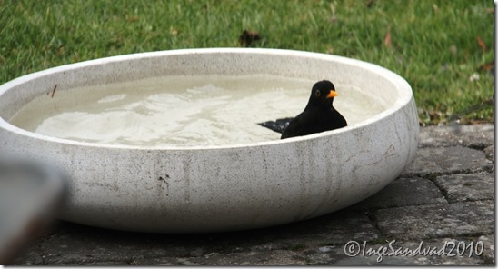 sommerklar terrasse og Bumle 002