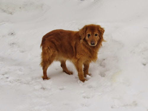 Golden Retriever