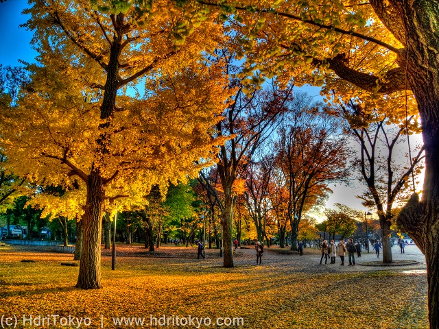 ginkgo trees with yellow leaves in late afternoon, shadows on dead  leaves