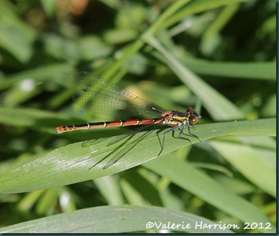 8-Large-red-damselfly