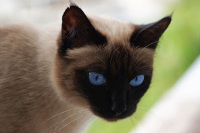 3. القطط السيامية Siamese cat