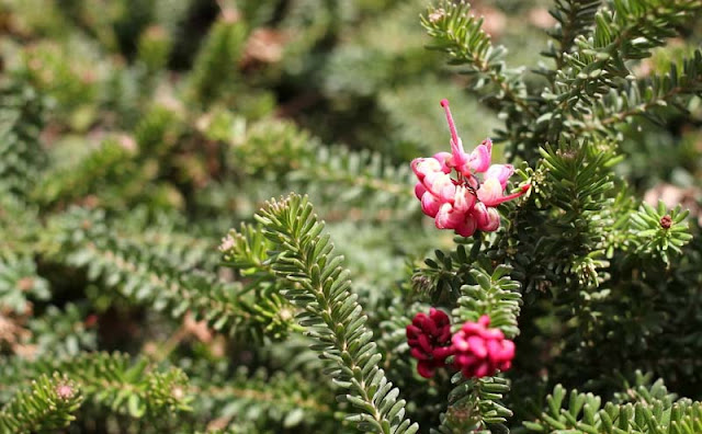 Grevillea Lanigera Flowers