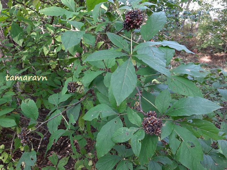 Свободноягодник сидячецветковый (Acanthopanax sessiliflorus, =Eleutherococcus sessiliflorus)