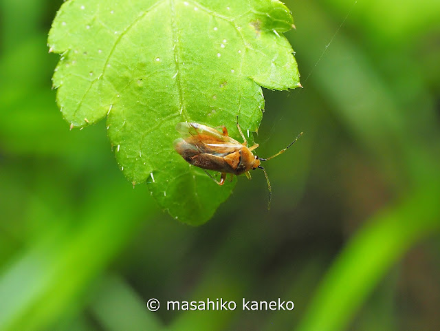 コブヒゲカスミカメ　♀