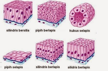 Struktur Hewan  Jaringan  Pujiono