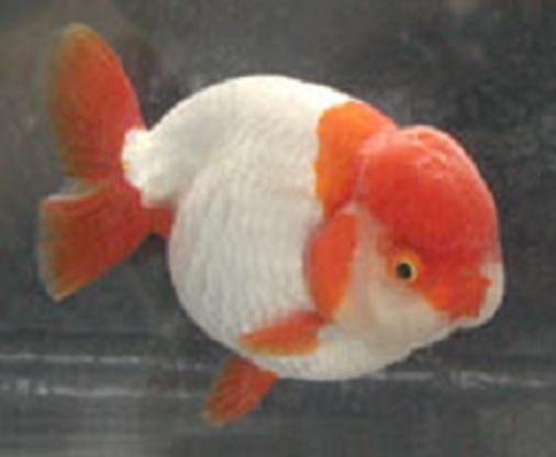 white lionhead goldfish