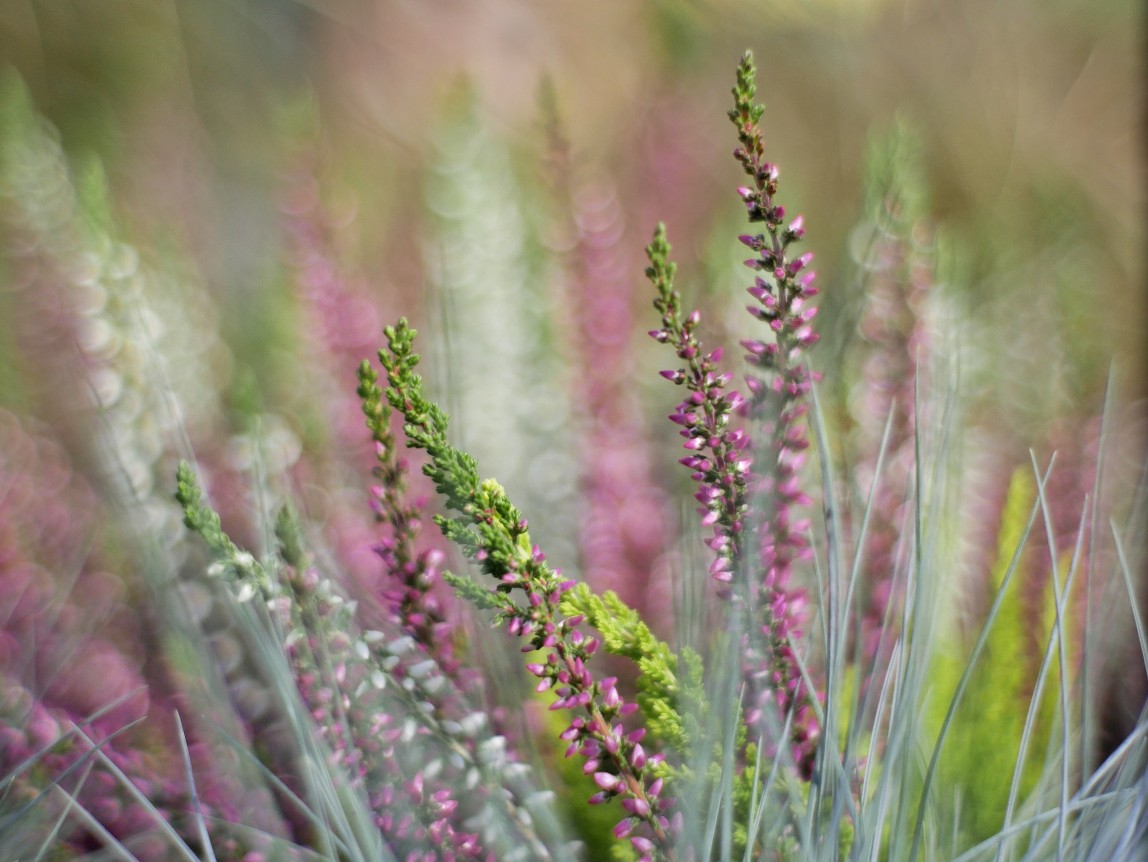 Herbstblumen