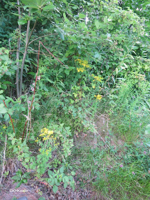 Klamath weed, Hypericum perforatum