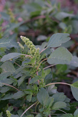 Amaranthus blitum, blet