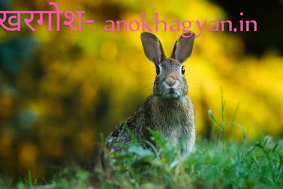 खरगोश से जुड़े 96 रोचक तथ्य | 96 Interesting Facts Related To Rabbit