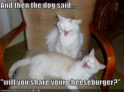 Funny cat pictures with captions 2012 Style No 5