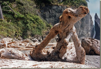 Elephant driftwood on beach Oly Nat Park