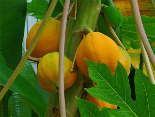 papaya fruit