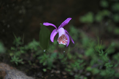 Pleione yunnanensis care and culture