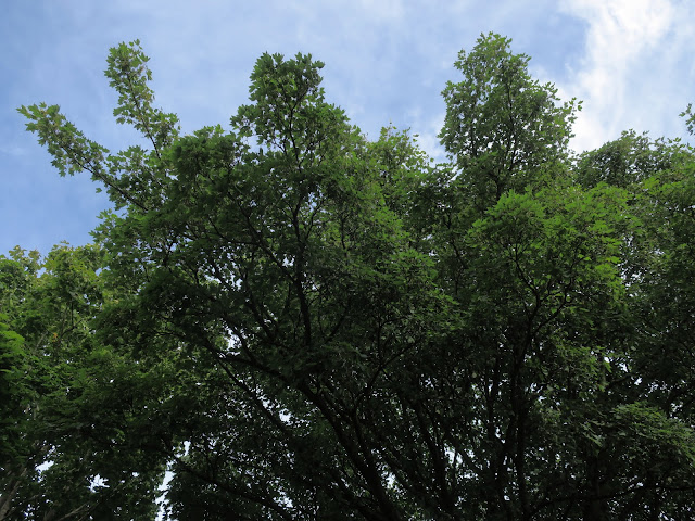 The top of a large sycamore (sycamore?) tree. August  7th 2020.