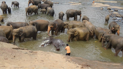 Пиневалла, слоны, купание, Шри-Ланка