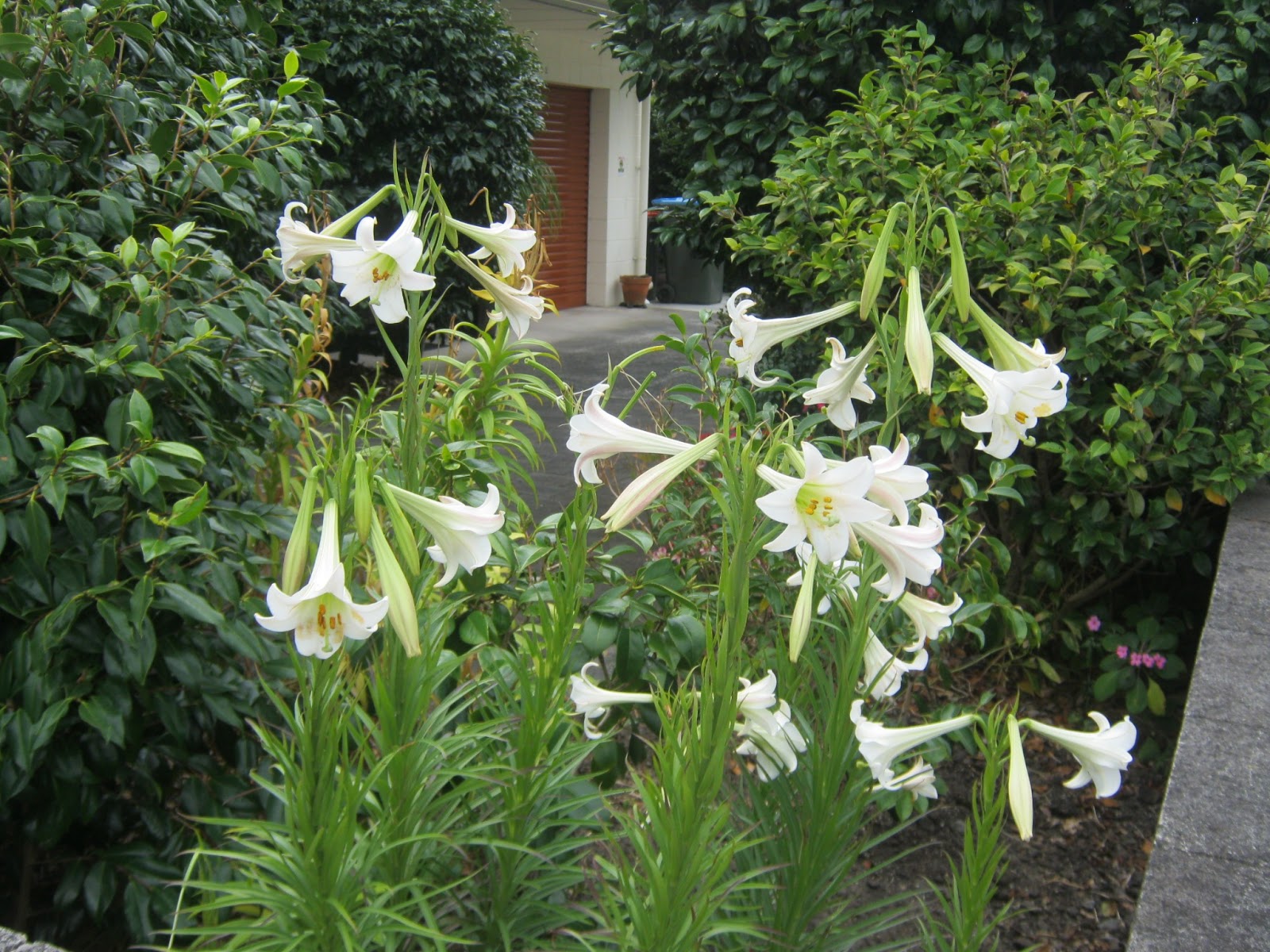 my walk with food and beautiful plants and flowers: Christmas lily